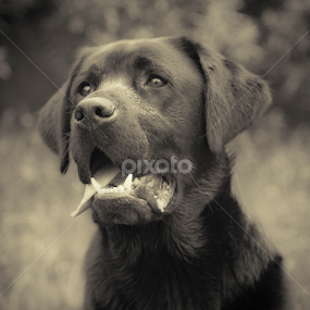 Beau by CLINT HUDSON - Animals - Dogs Portraits
