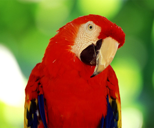 Parrot Live Wallpaper