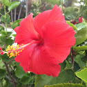 Single red hibiscus