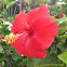Single red hibiscus