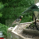 Rose-breasted Grosbeak