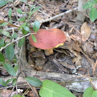 Boletus Mushroom