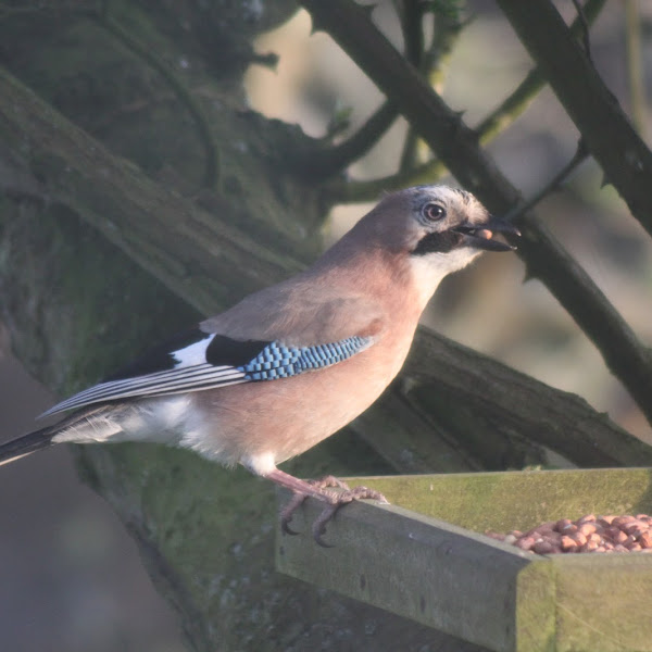 Birds of Germany Project Noah