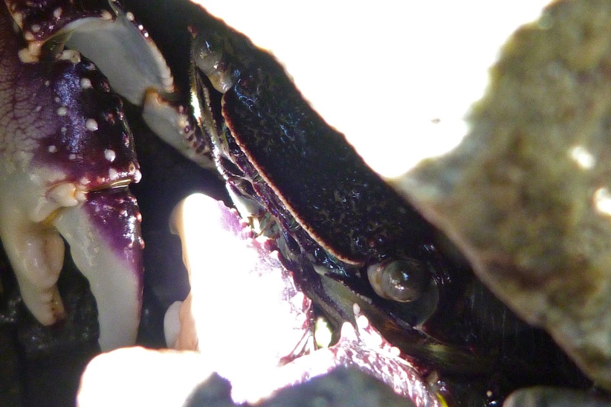 Purple rock crab