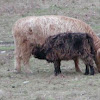 Scottish Highlander Cows