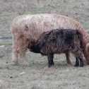 Scottish Highlander Cows