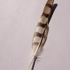 Red-shouldered hawk feather