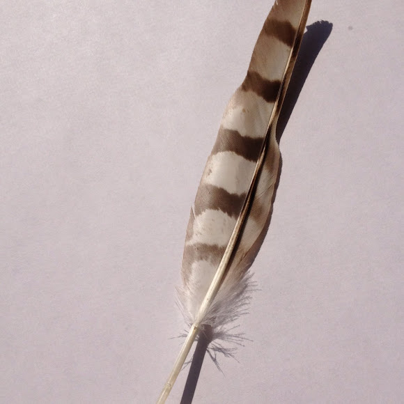 Red Shouldered Hawk Feather Project Noah