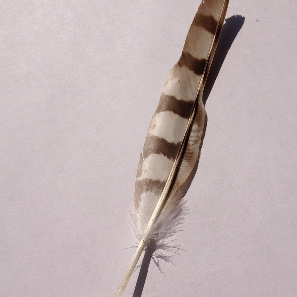 Red Shouldered Hawk Feather Project Noah