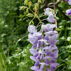 Chinese Wisteria