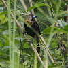 Passerini's Tanager (juvenile male)