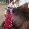 Turkey (male)
