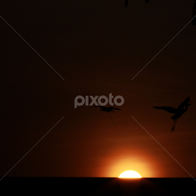 sunset with the bird dance by Drianz Chen - Landscapes Sunsets & Sunrises