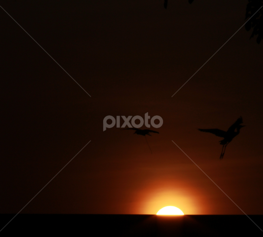 sunset with the bird dance by Drianz Chen - Landscapes Sunsets & Sunrises