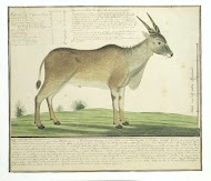 Taurotragus oryx (Eland)