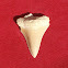 Fossil shark tooth (Απολιθωμένο δόντι καρχαρία)