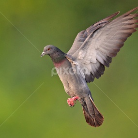 Freedom by Sharad Agrawal - Animals Birds