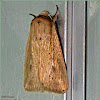 Mythimna Noctuid Moth