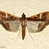 Pyraustinae Micro Moth