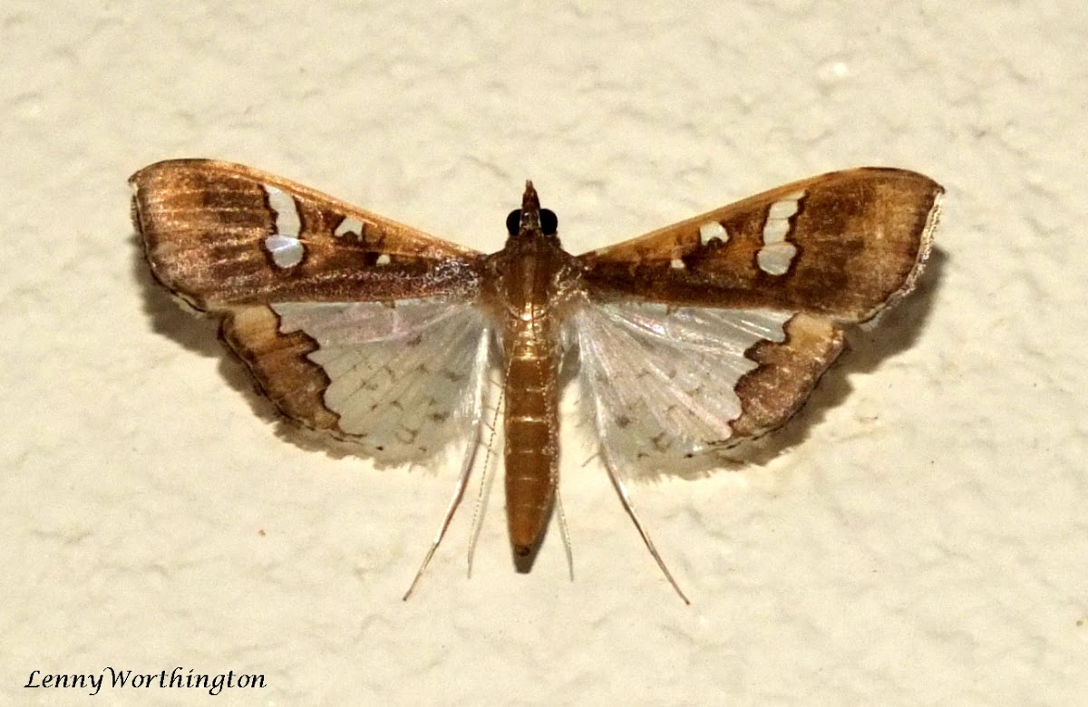 Pyraustinae Micro Moth