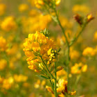 legume of some kind