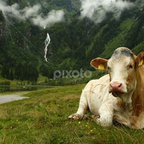 by Irena Brozova - Animals Other Mammals