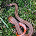 Northern Red-Bellied Snake