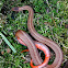 Northern Red-Bellied Snake