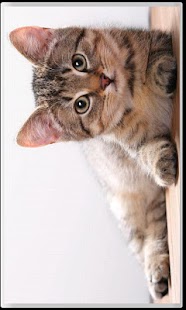 How to install Cat patch 1.0.3 apk for pc