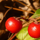 Partridge Berry