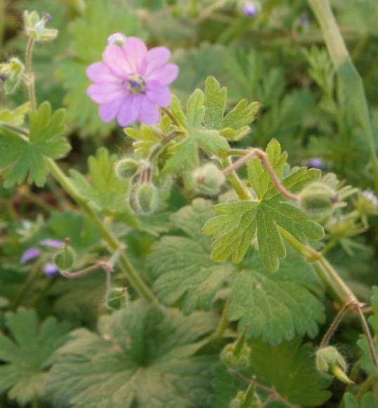 Geranium molle Project Noah
