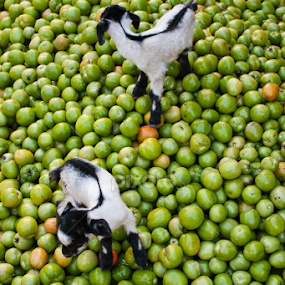 small twins by Srimanta Ray - Animals Other