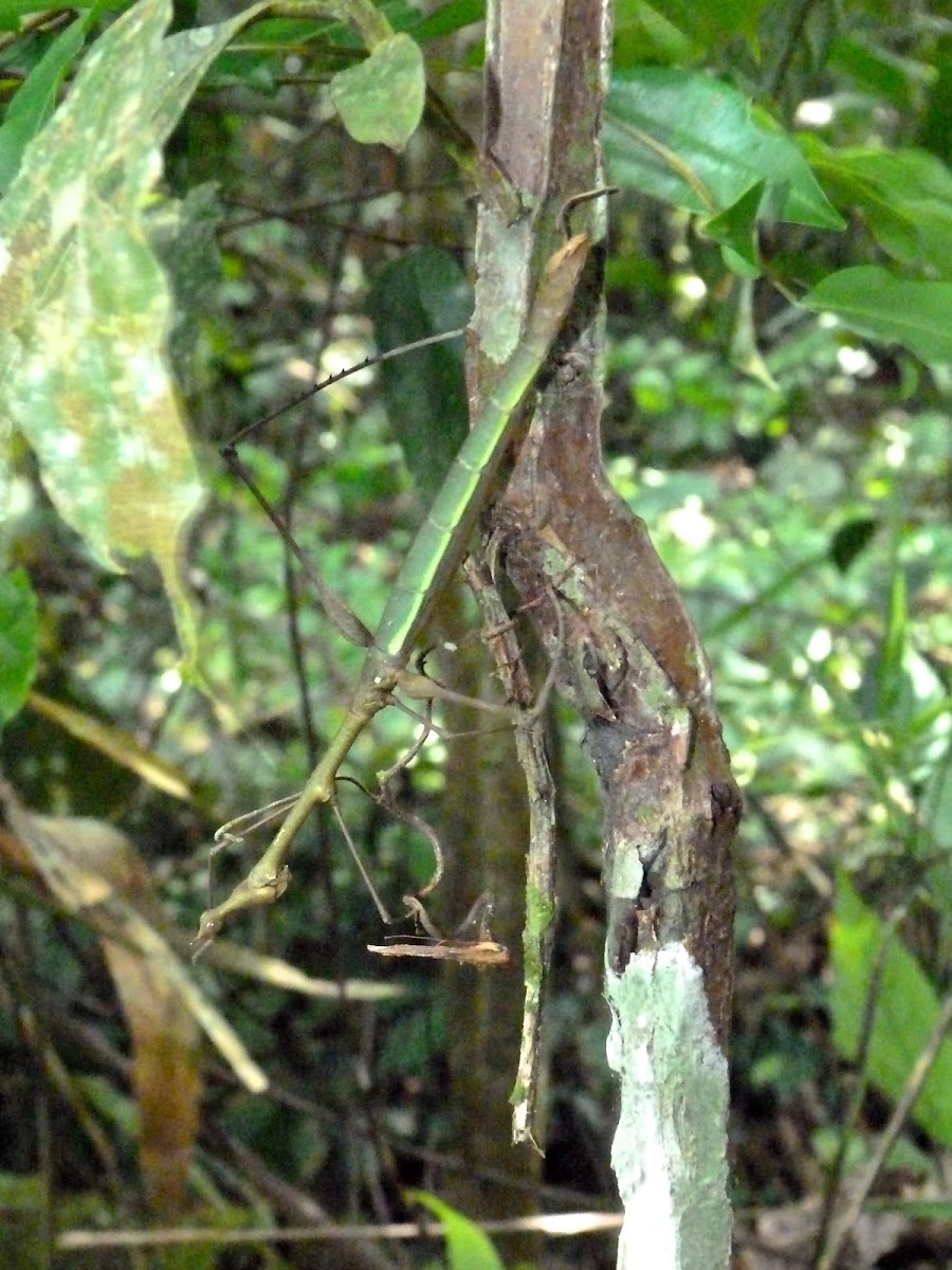 Stick insects (mating)