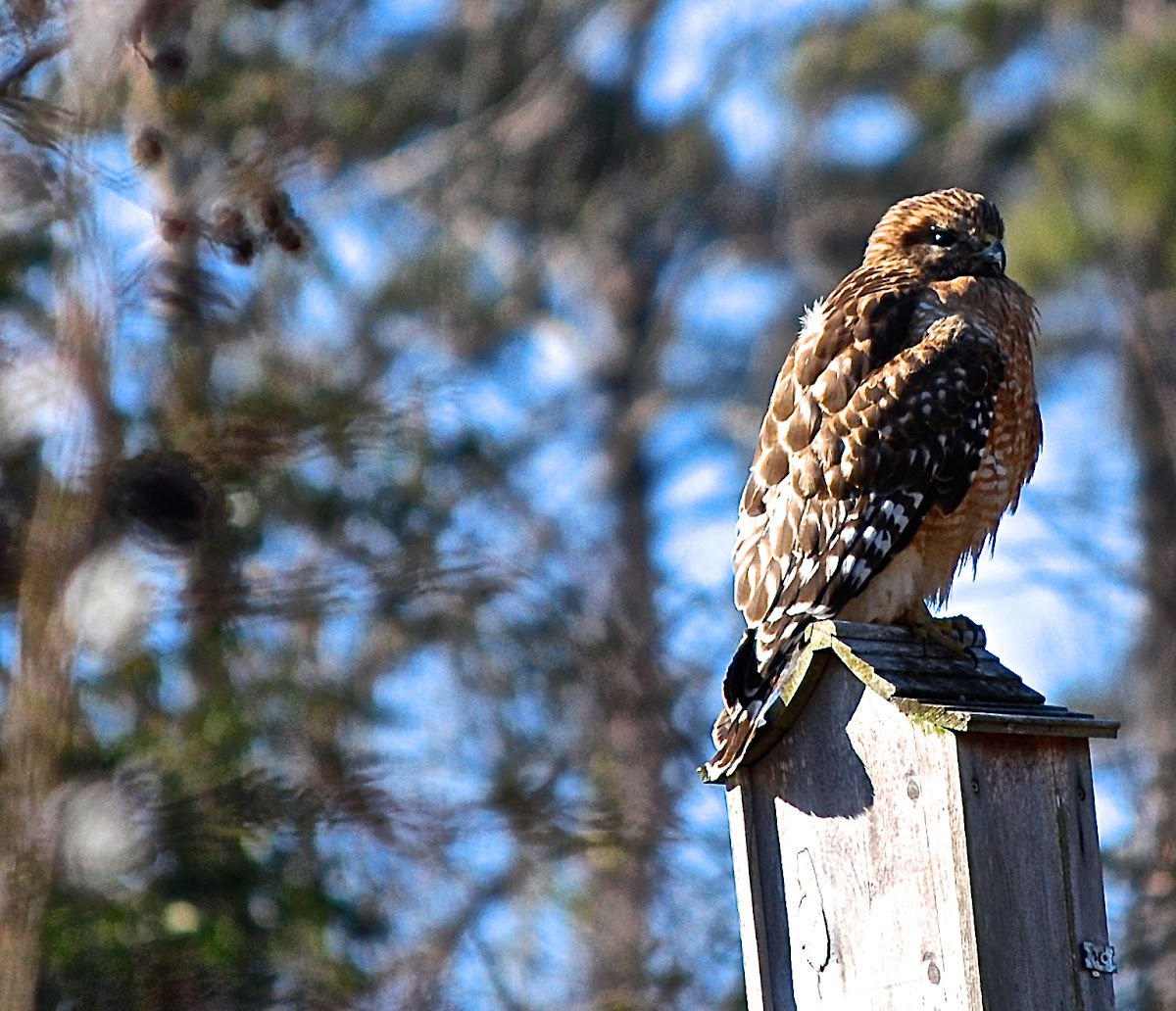 Red Shoulder Hawk