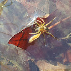 Six spotted fishing spider