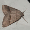 Petrophora Moth