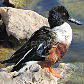 Northern Shoveler by Christie Chambers - Animals Birds