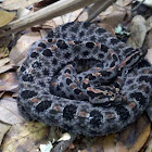 Dusky Pygmy Rattlesnakes mating