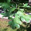 bur oak