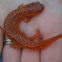 Red salamander