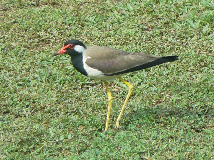 Red-wattled Lapwing