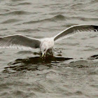 Ring-billed gull