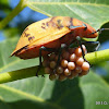 Female Hibiscus Harlequin Bug with Eggs