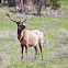 Elk (Wapiti)