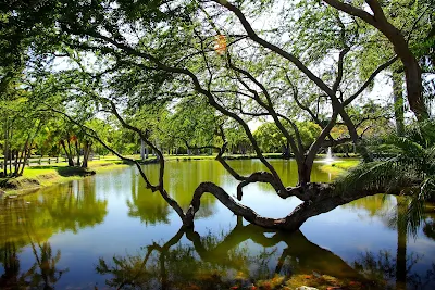 Crandon Park in Miami features mangroves and other local plants.