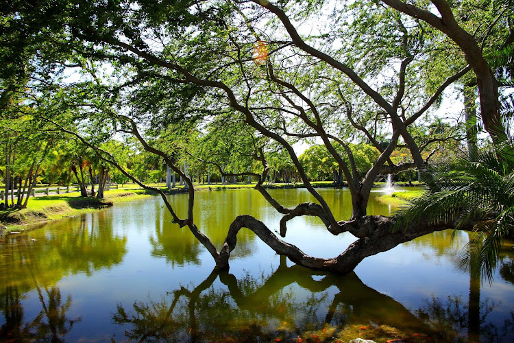 Crandon Park in Miami features mangroves and other local plants.