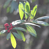 red berry shrub
