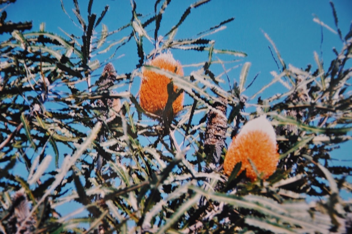 Acorn Banksia