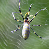 Spider with yellow and black legs