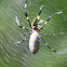 Spider with yellow and black legs